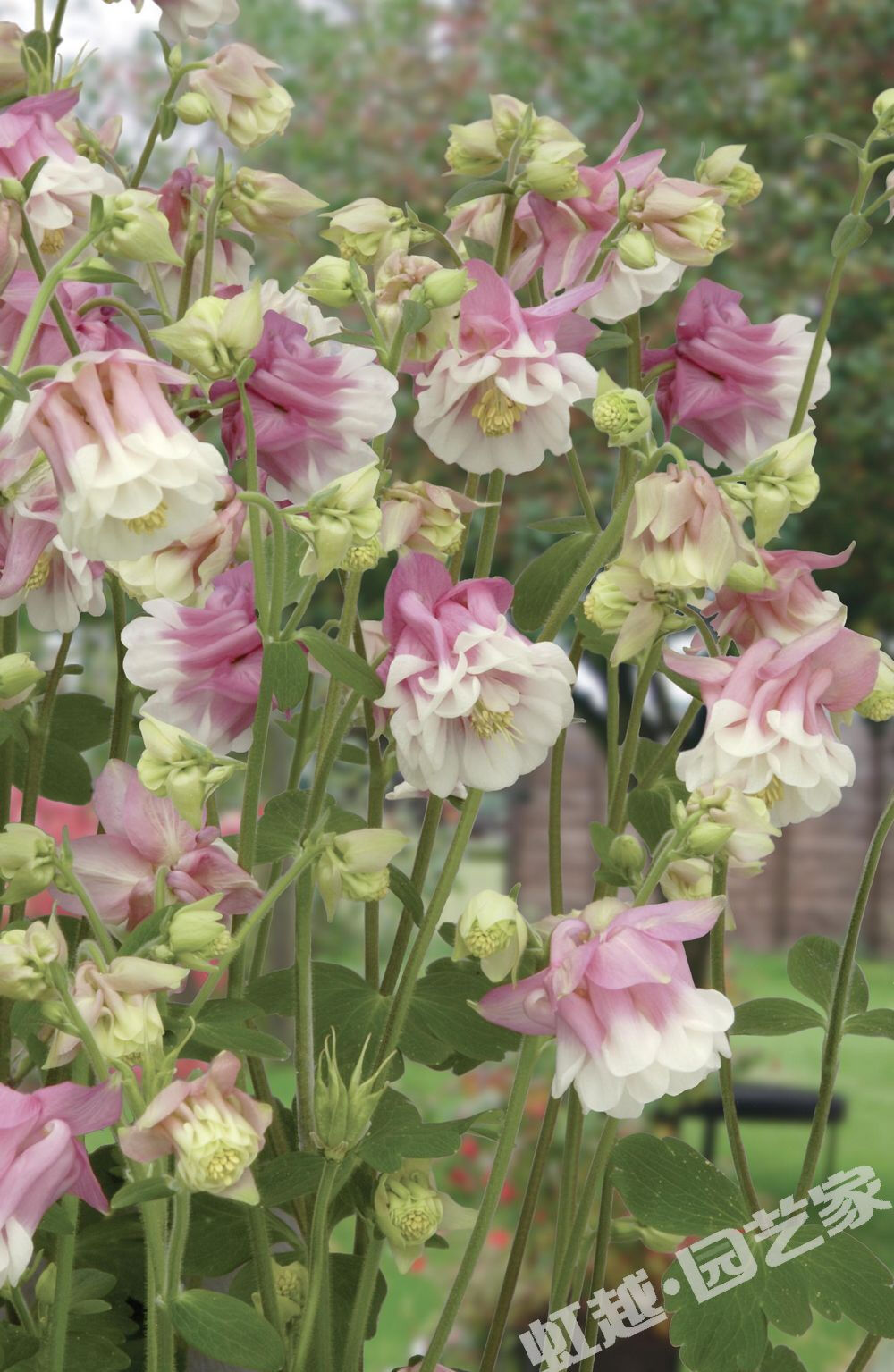 耧斗菜 ?粉色套裙 AQUILEGIA Petticoat Pink 半重瓣褶边花，“伞和褶”型像维多利亚褶裙，坐落在紧凑而浓密的叶子上?；鼍碌幕ǘ洌腔ㄔ暗睦硐胫?。 ? 规格：约50粒/包? 播种期：秋播 花期：-- 光照要求：全日照 植物类型：一年生草本? 株高：60cm 冠幅：-- <br />用途：盆栽、花园地栽