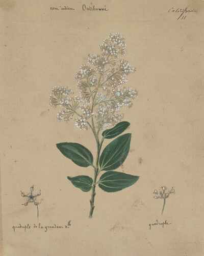 Jules Rupalley California Flowering Plant 1850-59