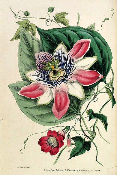 Thomas Moore and William P. Ayre Passion Flower 1851