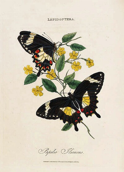 Edward Donovan Butterflies 1805