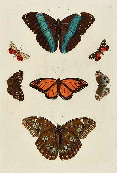 G.W. Knorr Butterflies 1779