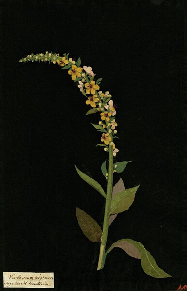 Mary Delany, Verbascum Nigrum, Sage leaved mullein collage, 1776