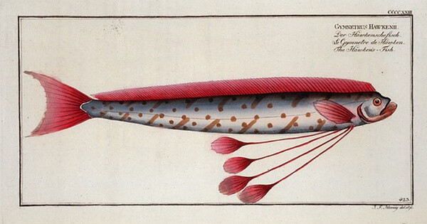 Allgemeine Naturgeschichte der Fische. French = Ichtylogie, ou Histoire naturelle : generale et particuliere des poisso (1785-1797)