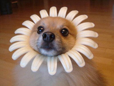 我是一朵向阳花,咿呀咿呀哦~~~~~
