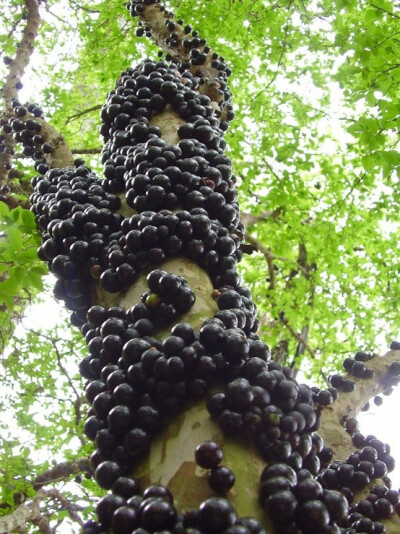 贾布提卡巴（jabuticaba），又名巴西葡萄树，是一种很独特的果树。它的果实是不寻常的，因为它们长在树干和树枝，而不是茎上。