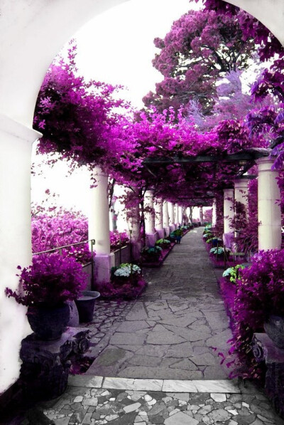 灌木花走廊。