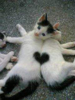 picture of cats with heart