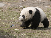 大熊猫,俘获,幼兽,卧龙大熊猫保护区,中国