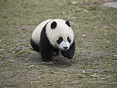 大熊猫,俘获,幼兽,卧龙大熊猫保护区,中国