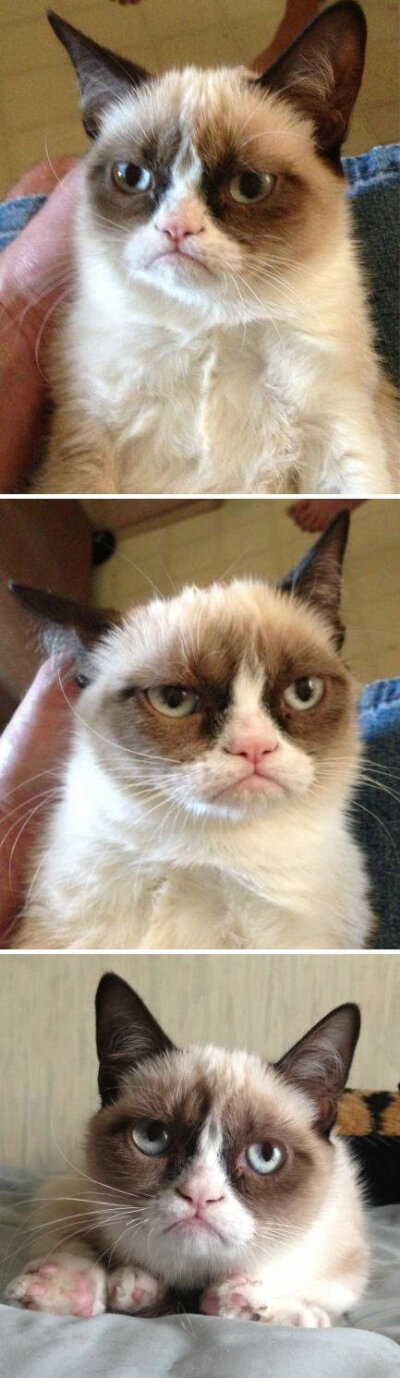 一只坏脾气的猫－∧－