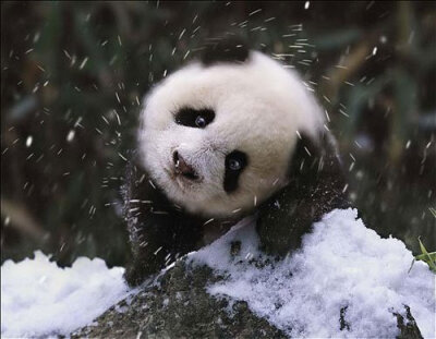  panda in China