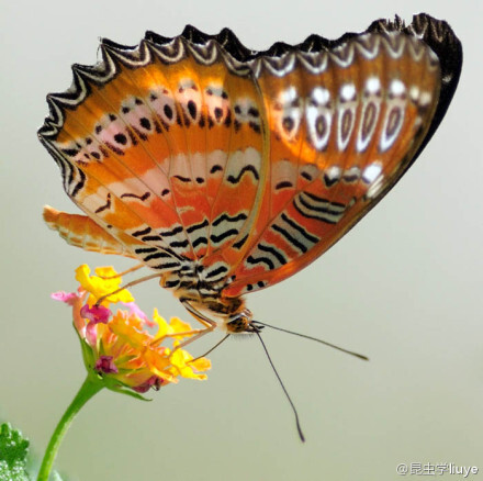 红锯蛱蝶，俗称梦露蝶