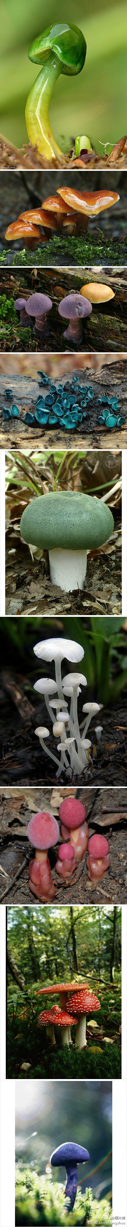 可爱滴蘑菇
