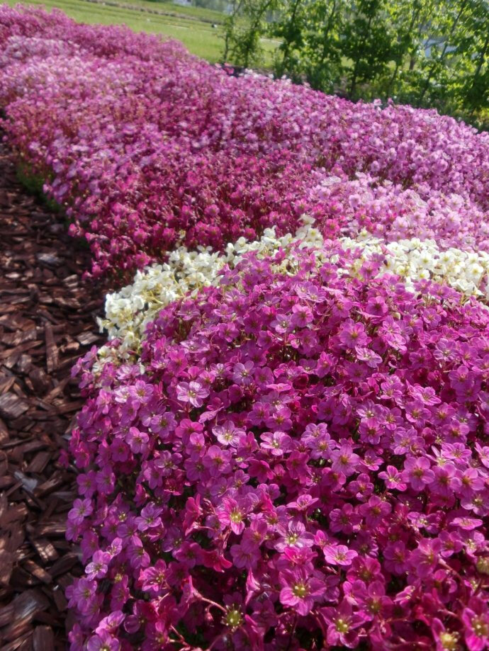 Saxifraga arrendii 虎耳草：20厘米，不耐高温，抗寒，冬季亦保持绿色。