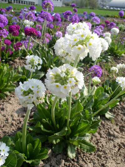 Primula denticulate  球花报春：30厘米。早春宿根花卉。