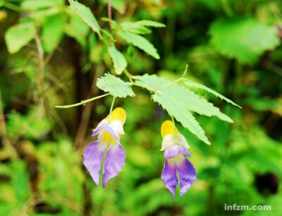 阔翼凤仙花，凤仙花科，凤仙花属。认识凤仙花，与美食有关。当年用它的叶子下火锅，它有满满的森林的清香味道。春天到夏天了，季节的更替，都是由鲜花来表述，心灵里也会有淡淡的忧伤。久在森林，旧友不知何处去，新…