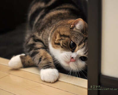 maru