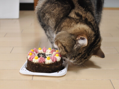 猫猫爱吃生日蛋糕
