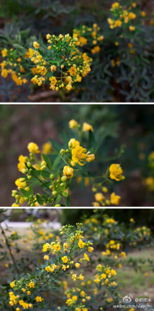 伞房决明，决明属常绿开花植物，因为适合粗放型管理，所以近些年开始在华东地区园林绿化中广为应用。等花谢了会长纤长的豆荚，2012.09.14摄于新行政楼后面的河边