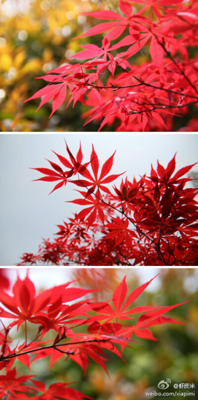 红枫，上海应用最广的色叶植物之一，也叫紫红鸡爪槭。它其实是俗称青枫的鸡爪槭的一个变种——铁生馆前有棵大鸡爪槭。两者最大差别在于青枫在春天长出叶子是绿色的，秋天变红然后落下，红枫从长出来就是红色的叶子。…