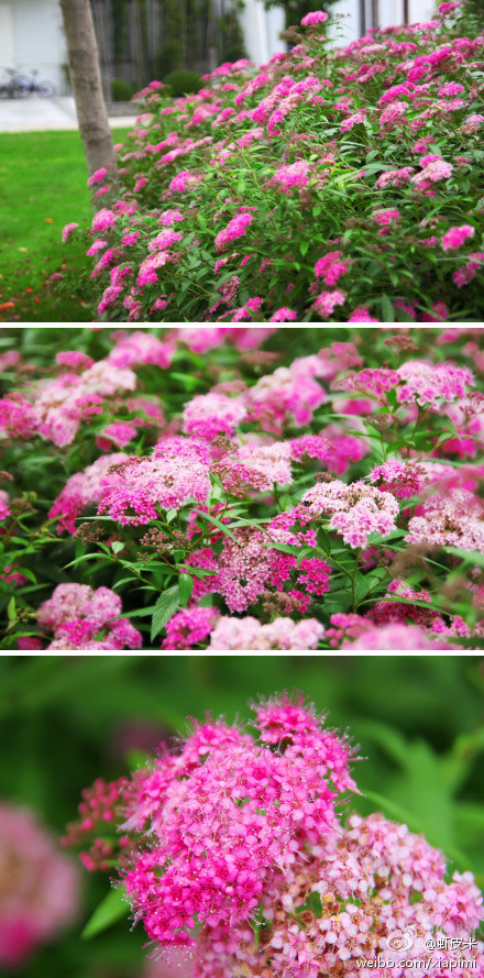 粉花绣线菊，蔷薇科绣线菊属植物。虽然一直叫这个是粉花绣线菊，但是发之前还是去翻了一遍植物志，园林种类繁多的绣线菊太繁杂了，结果翻阅无果。那个花型看过实物后还是会有较深刻的印象的。2012.5.25摄于外国语学院楼东侧。