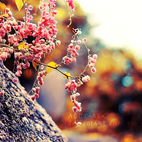 untitled、Flowers、lovely、bokeh