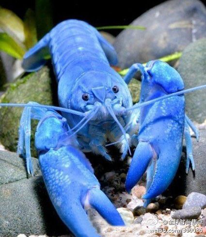 【蓝龙虾】布列塔尼有着一种极为珍稀的海洋生物——蓝色龙虾，平均100万只龙虾中才会出现1只的蓝色龙虾，是媲美活化石的稀有海洋生物。对于天生爱吃的法国人来说，蓝色龙虾的稀有也不能阻止他们去品尝美味，越是稀有的越是要做成奢华的美食。不过只有在法国当地的高级餐厅才能如愿