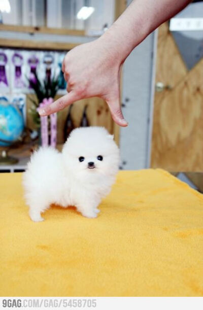 Baby cotton ball