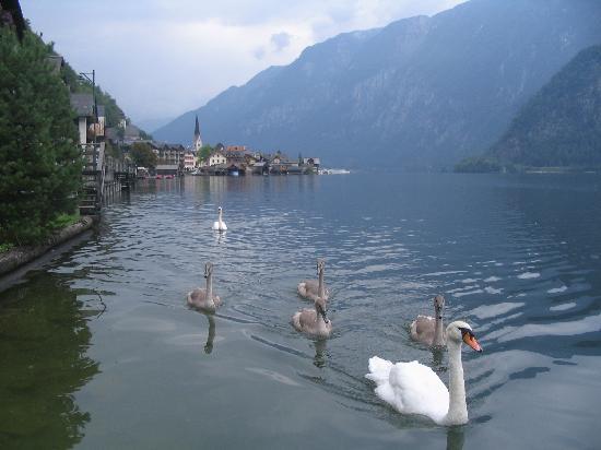 【Hallstatt 哈爾施塔特】位於阿爾卑斯山脈東部的奧地利境內薩爾茨卡默古特地區，一個相當小的湖畔小鎮，史前就有人類活動遺跡，至今已有四五千年歷史，曾因鹽礦致富，是奧地利最古老的小鎮之一，1997年聯合國列為世界文化遺產，座落於群山峽谷中清澈寧靜的湖泊旁，臨湖而建的小屋教堂，水中悠游的天鵝，像極了童話故事裡的人間仙境，譽為『世界上最美的小鎮』。