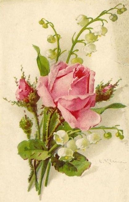 Les roses de C. Klein復古玫瑰插畫