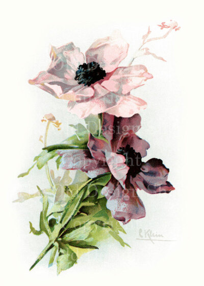Catherine Klein 復古花卉圖片