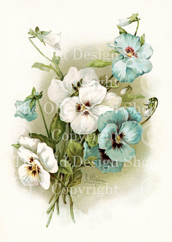 Catherine Klein紫羅蘭復古花卉圖片