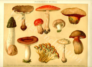 1923年蘑菇真菌類復古插畫