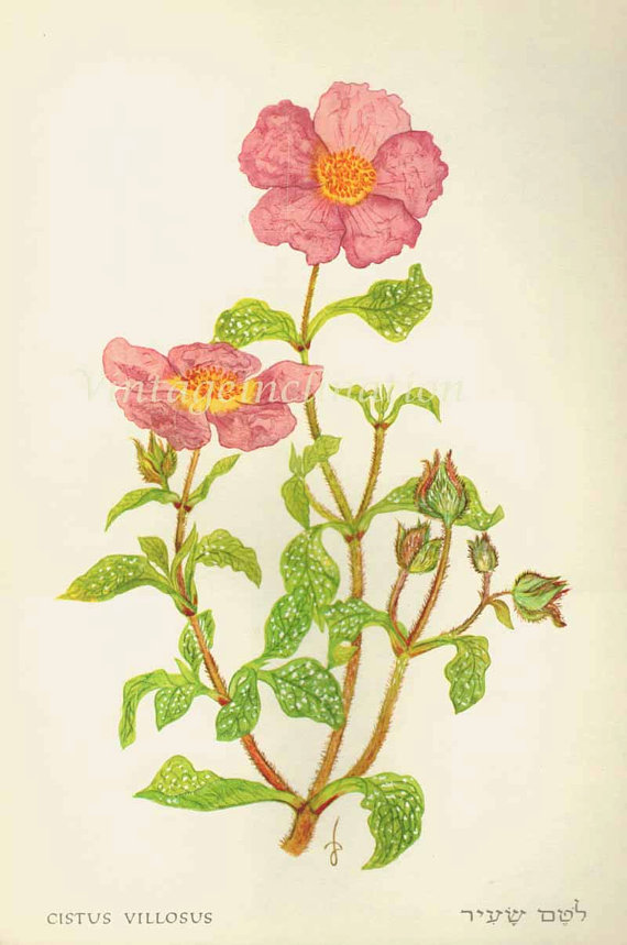 1960年復古古董植物百科薔薇插畫