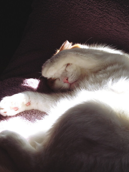 与我无关的痛痒、猫、萌、有爱、cat