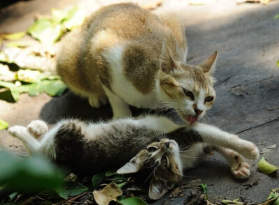 cats just like milk`、猫咪、萌物、cat、猫