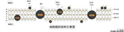 细胞膜的结构示意图