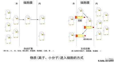 物质进入细胞方式