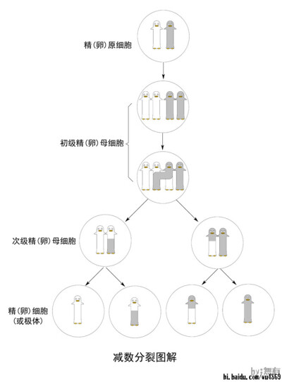 减数分裂图
