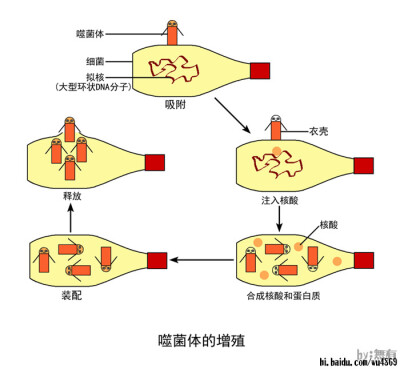 噬菌体增殖。。。脱壳！只有DNA进入