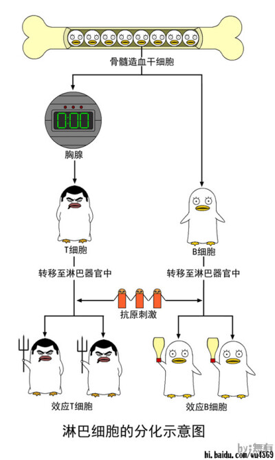 淋巴细胞分化图