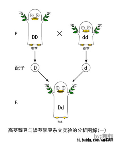 高矮豌豆杂交 分解图