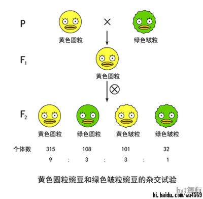 黄圆绿皱豌豆杂交