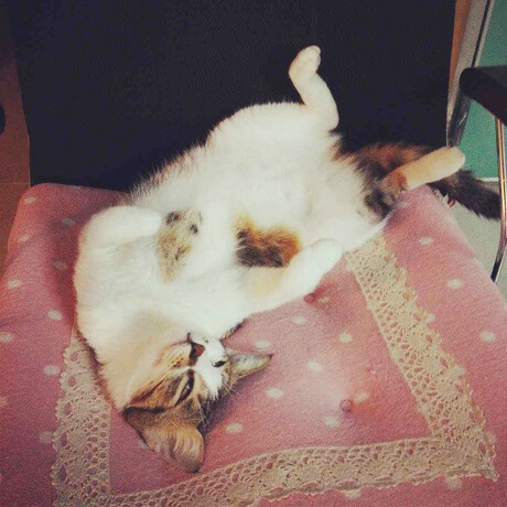 四脚朝天,睡的香.