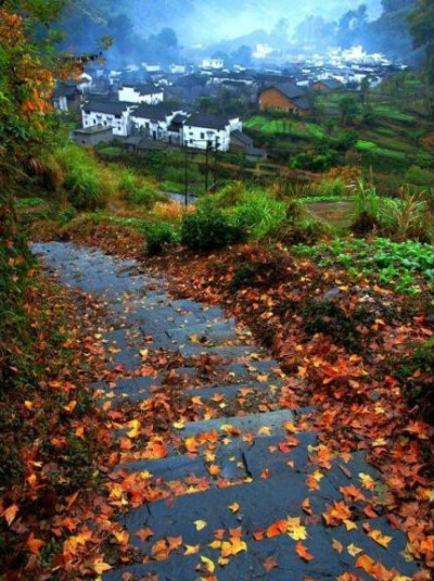 江寒宿雨在，落叶满村湿