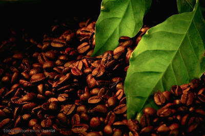绿叶旁的黑咖啡豆