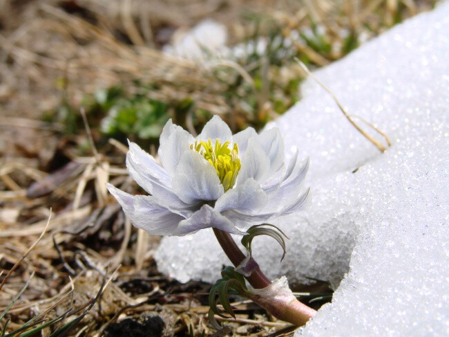 雪地里的莲花。