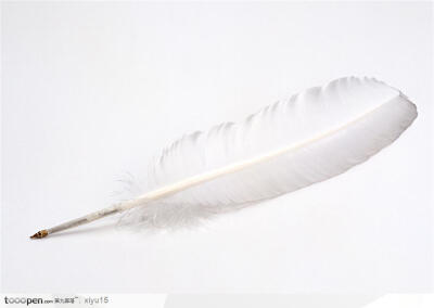 新婚物语-洁白的羽毛生活百科图片素材