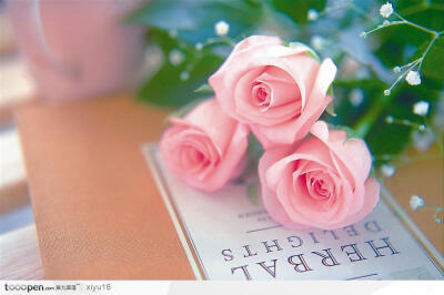 情人节花物语-课本上的玫瑰生活百科图片素材