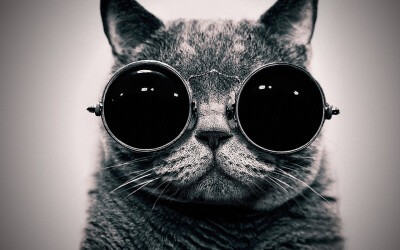 cats animals glasses funny sunglasses hippie monochrome Schrödinger steam punk / 1920x1200 Wallpaper